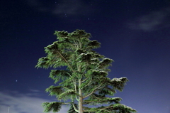 星天のヒマラヤ杉