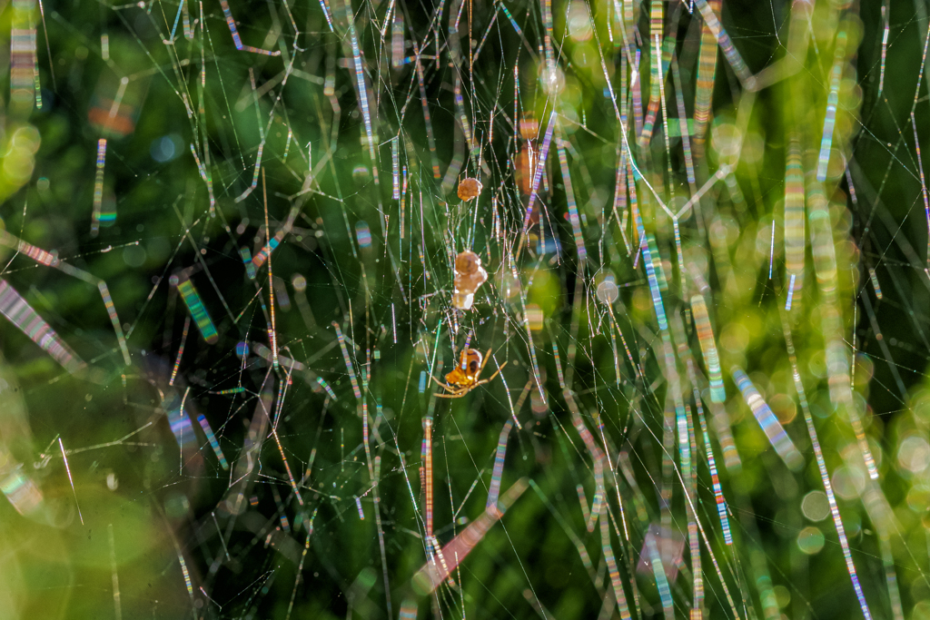 蜘蛛の巣