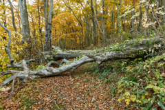 男鹿山散策　～倒木～