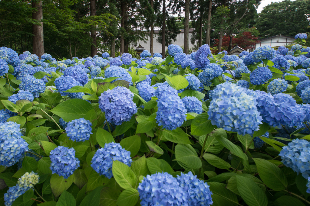 あじさい寺