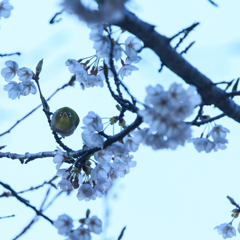 夕暮れサクジローⅤ