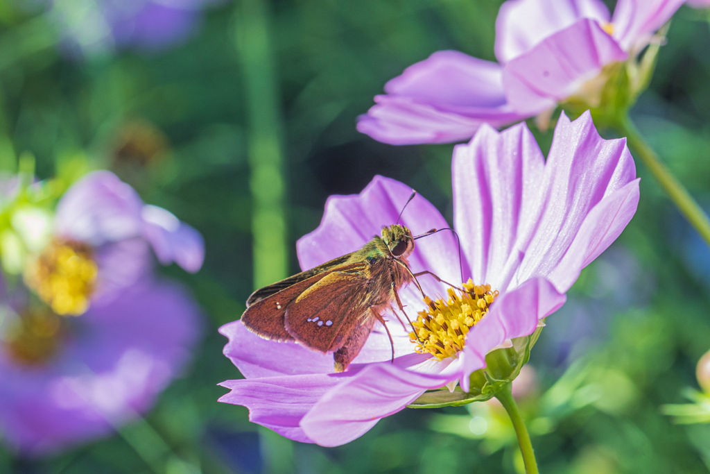 チャバネセセリ