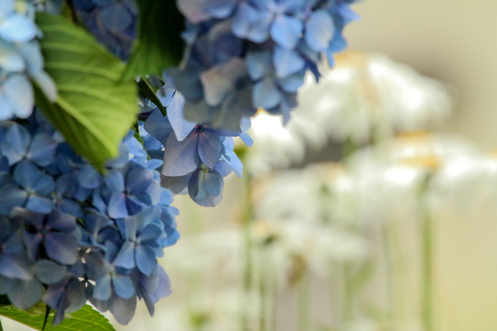 紫陽花の愁い