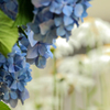 紫陽花の愁い
