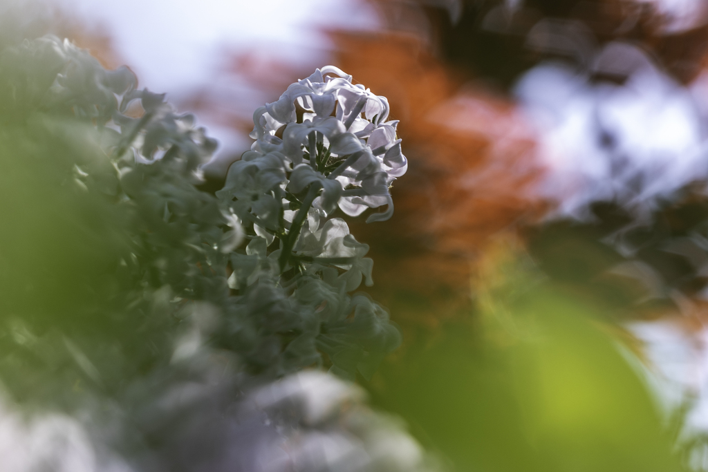 リラの花咲く頃