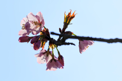 開花