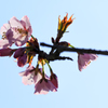 開花