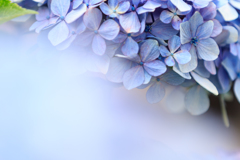 紫陽花　Ⅰ