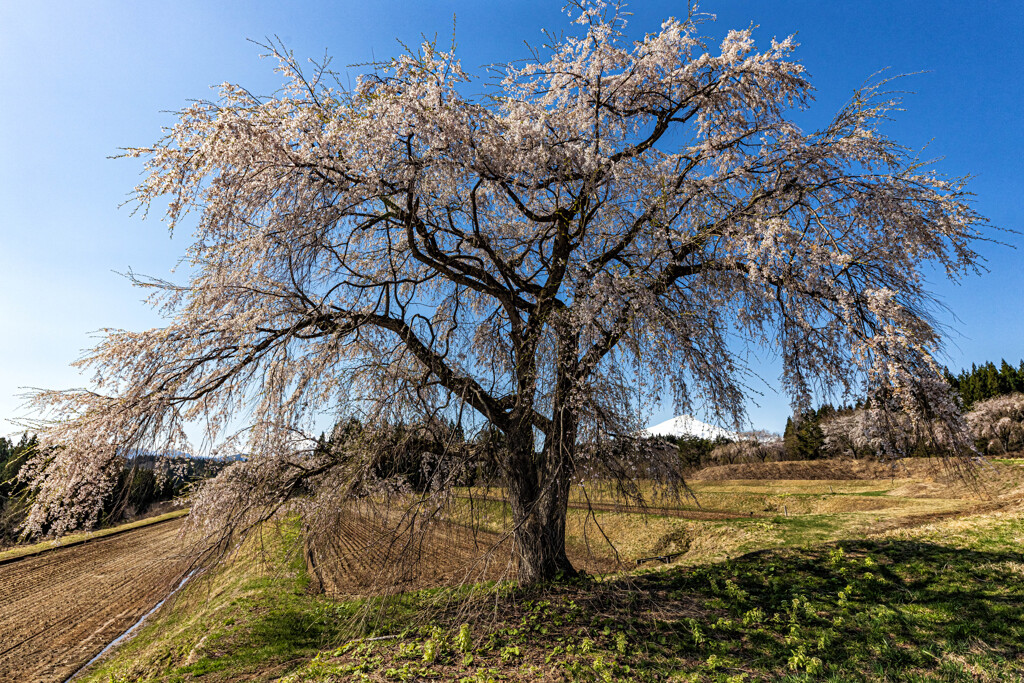 矢島の一本桜　Ⅲ