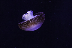 落下