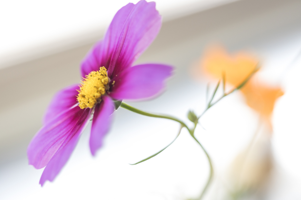 秋桜