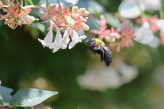 熊蜂