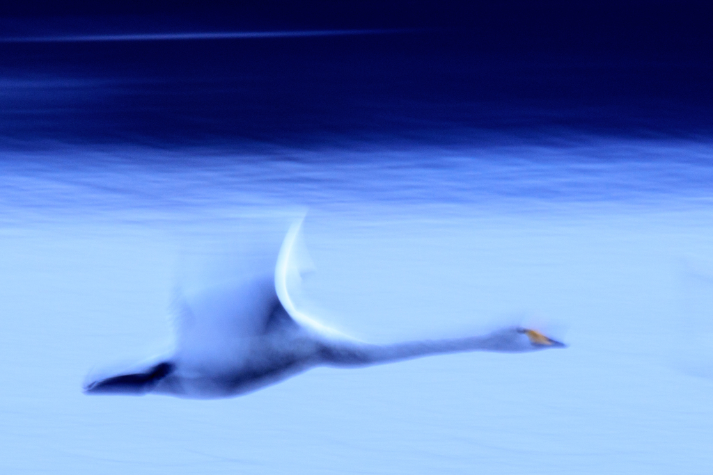 白鳥　夢飛行