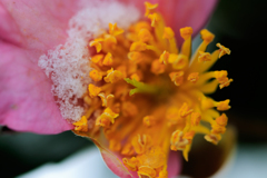 山茶花の雪　Ⅱ