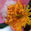 山茶花の雪　Ⅱ