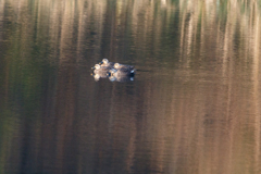 カルガモの朝　Ⅰ