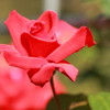 薔薇２