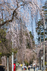桜小路