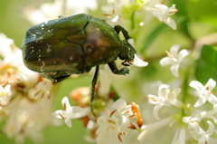 ハナムグリの食べ歩き