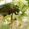 ハナムグリの食べ歩き
