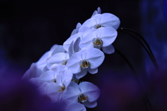 胡蝶蘭 