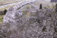 役内川の桜並木　Ⅱ