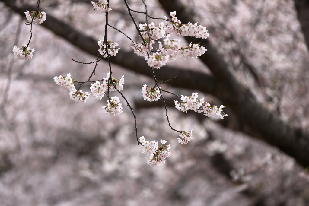 一瞬の華やぎ