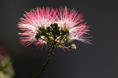 合歓の花　Ⅳ