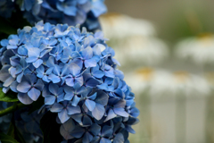 紫陽花の唄