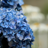 紫陽花の唄