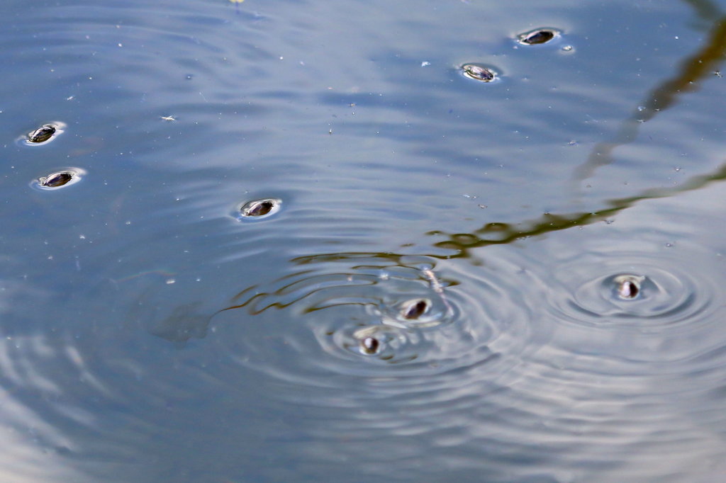 ミズスマシ　３