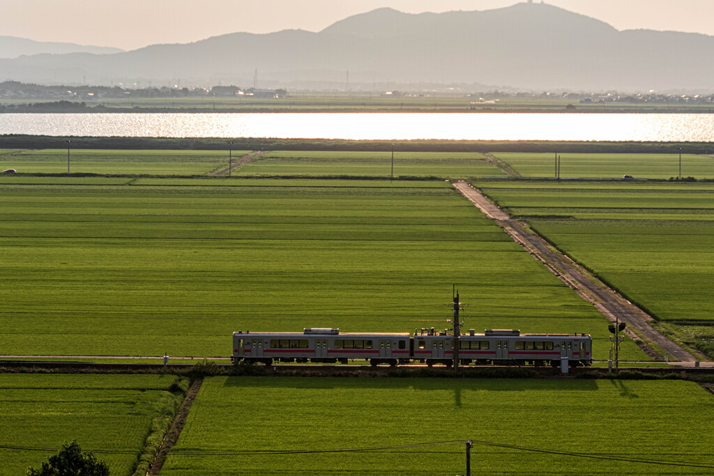 夏の水田列車