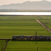 夏の水田列車