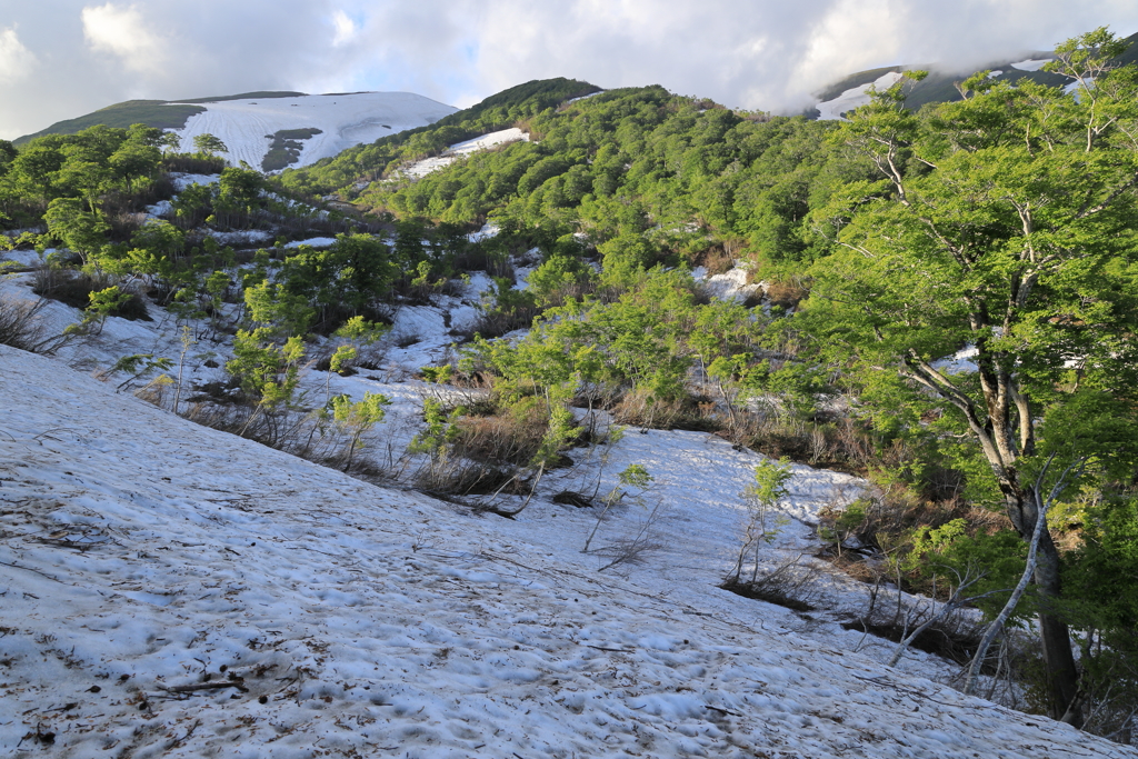 残雪と新緑