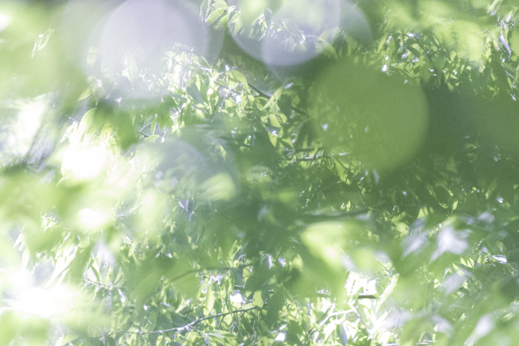 夏