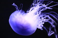 エチゼンクラゲ