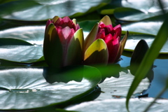 間もなく開花（睡蓮）