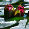 間もなく開花（睡蓮）