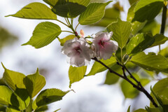 梅護寺数珠掛桜