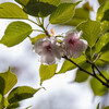 梅護寺数珠掛桜