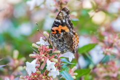 真夏のヒメアカタテハ