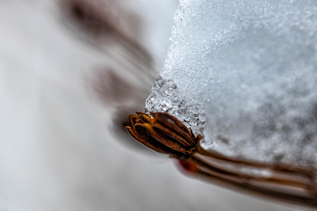 氷雪