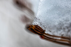 氷雪