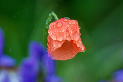 生憎の雨でね～