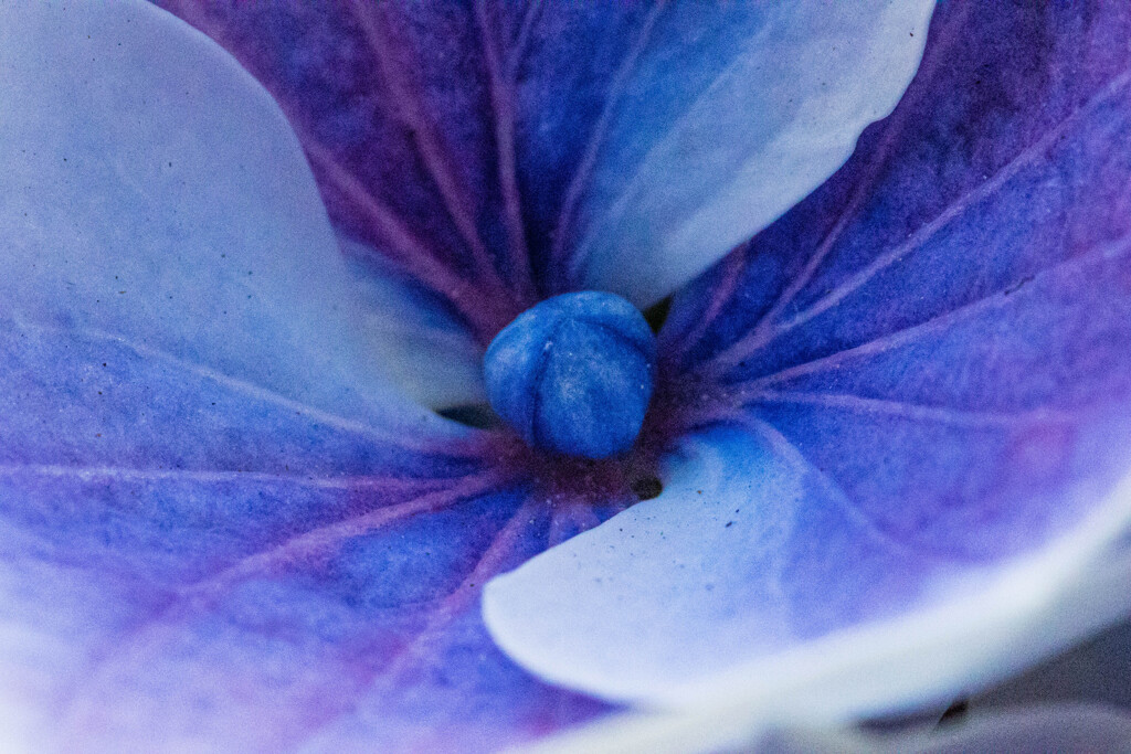 紫陽花～つぼみ～