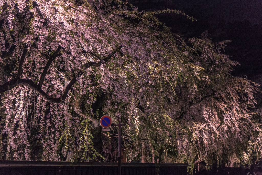 角館夜桜　Ⅳ