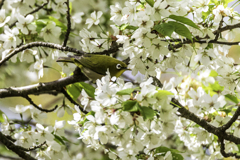 桜 次郎