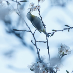 夕暮れサクジローⅥ