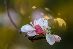 梅花　Ⅱ