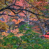 紅葉　１